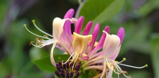 honeysuckle