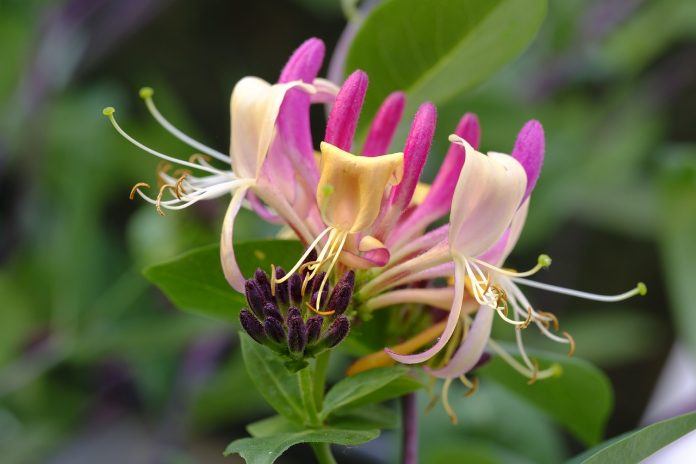 honeysuckle honeysuckle