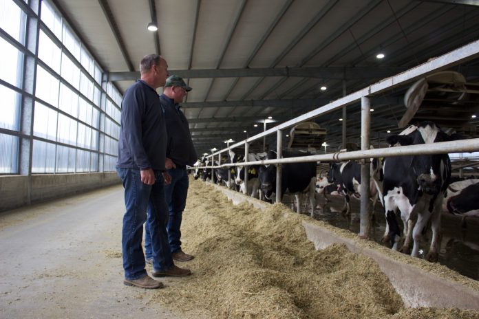 mvp_dairy_5 Two men stand in a barn in front of a pen of Holstein cows.