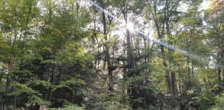 pump jack sits in a forest