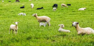 Sheep in a green field.