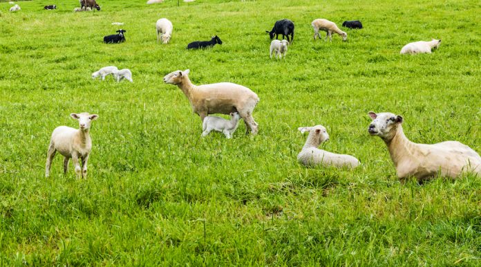 sheep metro Sheep in a green field.