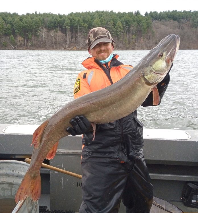 trophy-size muskellunge trophy-size muskellunge