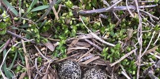 Killdeer nest