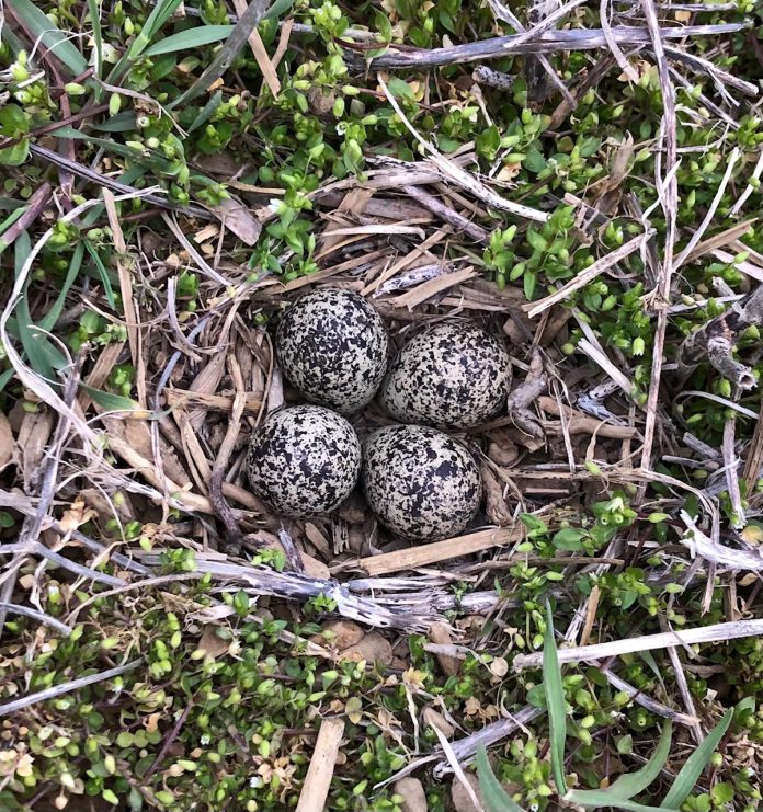 Killdeer nest Killdeer nest