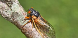 Brood X cicadas