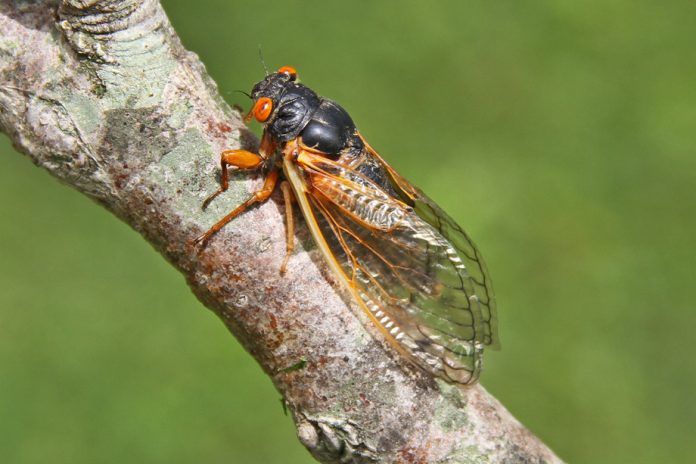 Brood X cicadas Brood X cicadas