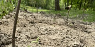 cantaloupe seedlings