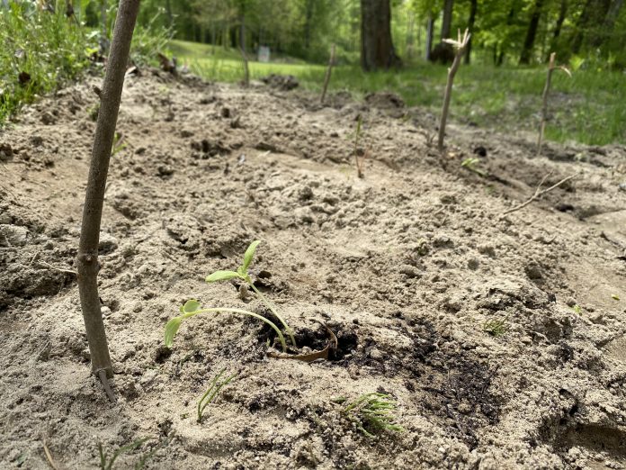 cantaloupe seedlings cantaloupe seedlings