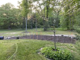 watered garden