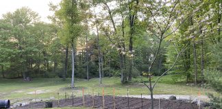 watered garden