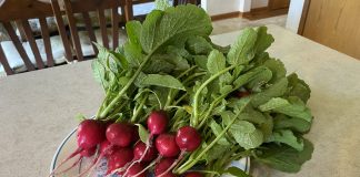radishes