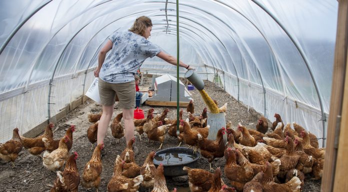 New farmers struggle with land access woman feeding chickens