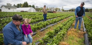 Farmers look over the strawberry crop on their farm.