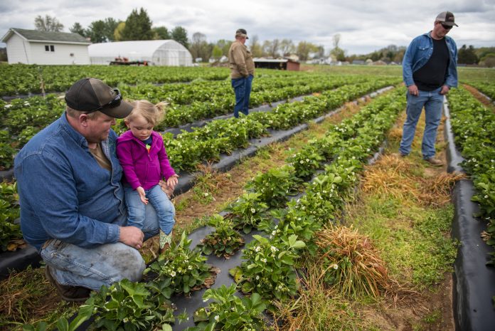 Strawberry farmers in Marietta Farmers look over the strawberry crop on their farm.