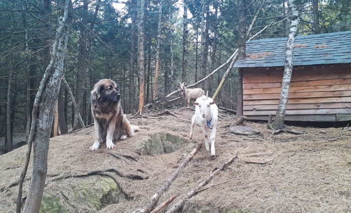 livestock guardian dog goats