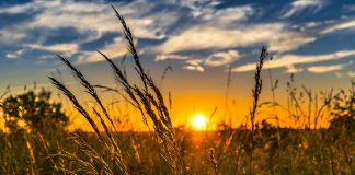 field at sunset