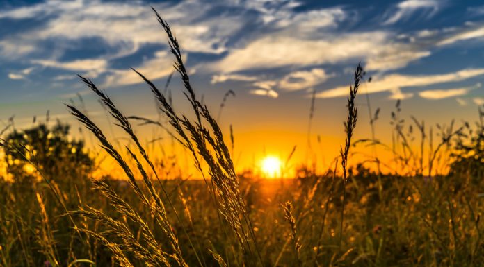 Let’s rewrite the last will of Mr. Farmer field at sunset