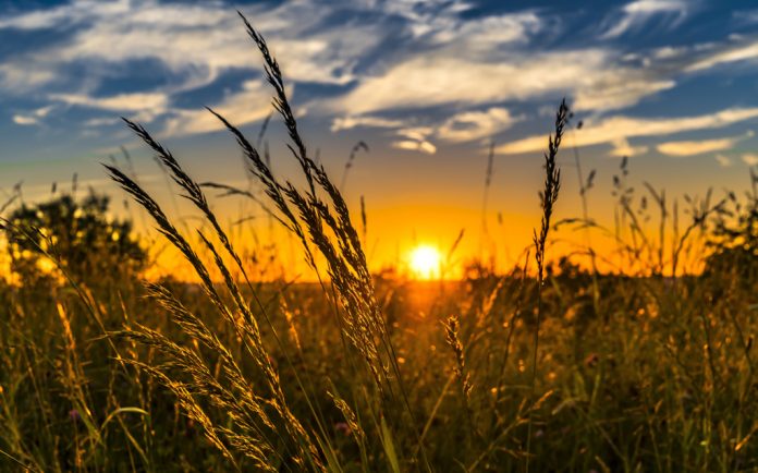 fieldsunset field at sunset