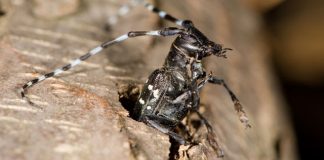 longhorned beetle