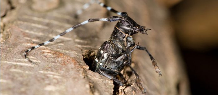 longhorned beetle longhorned beetle