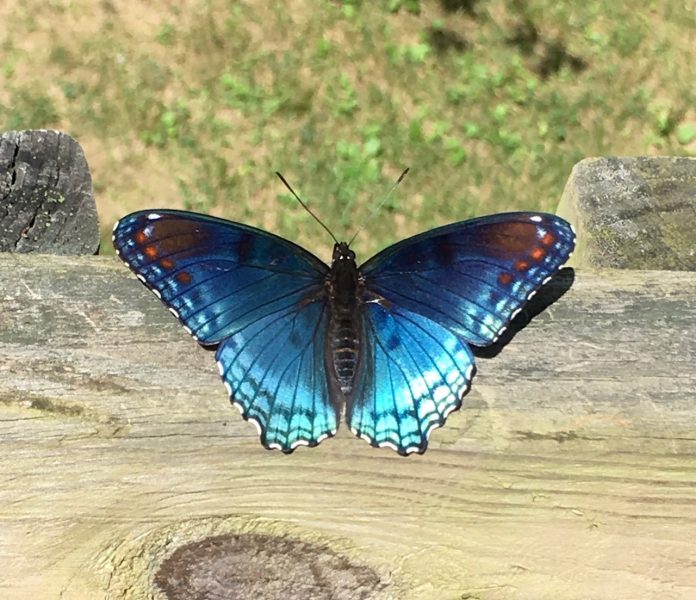 butterfly butterfly