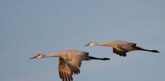 sandhill cranes