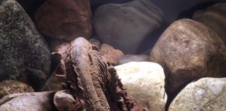 hellbender
