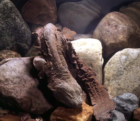 hellbender