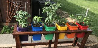 container garden