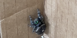 Kym Seabolt's spider