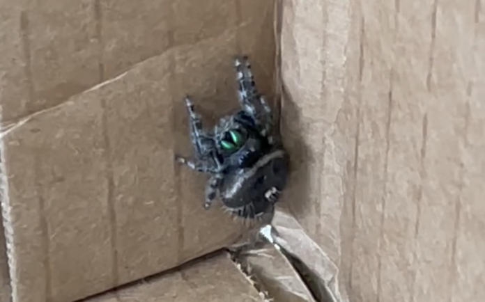 Kym Seabolt's spider Kym Seabolt's spider