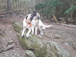 dogs in the woods