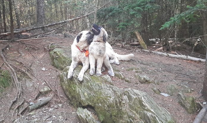 Tarma_Junecolumn2 dogs in the woods