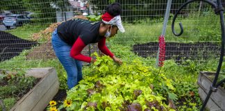 A woman picks lettuce at a community farm.