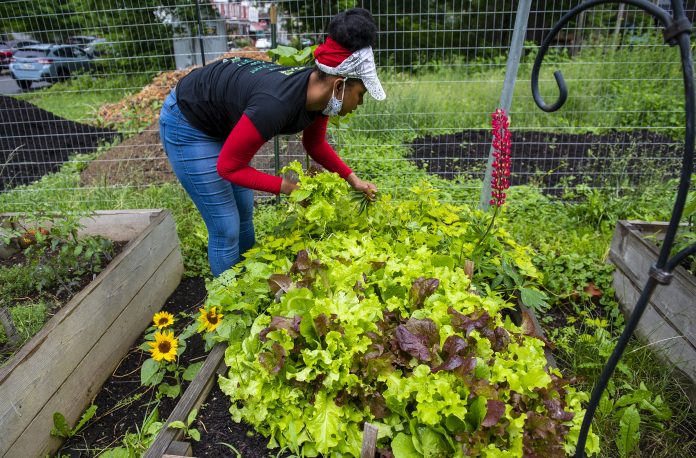 Homewood Historical Community Farm A woman picks lettuce at a community farm.
