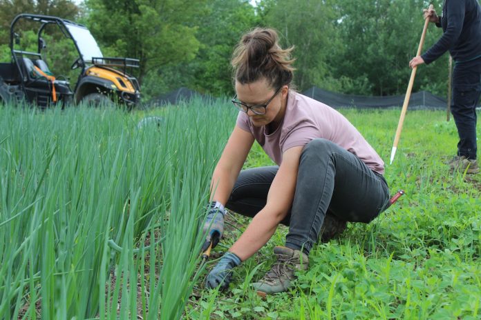 cherry-valley-2 woman weeding onions