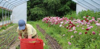 woman weeding in a high tunnel