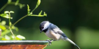 chickadee on a birdbath