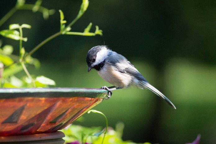chickadee on a birdbath chickadee on a birdbath