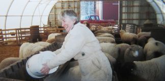 woman feeding sheep