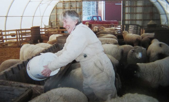 cynthiakoonce_10_edited woman feeding sheep