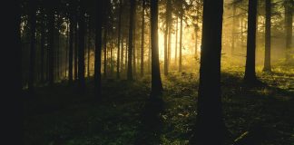 forest