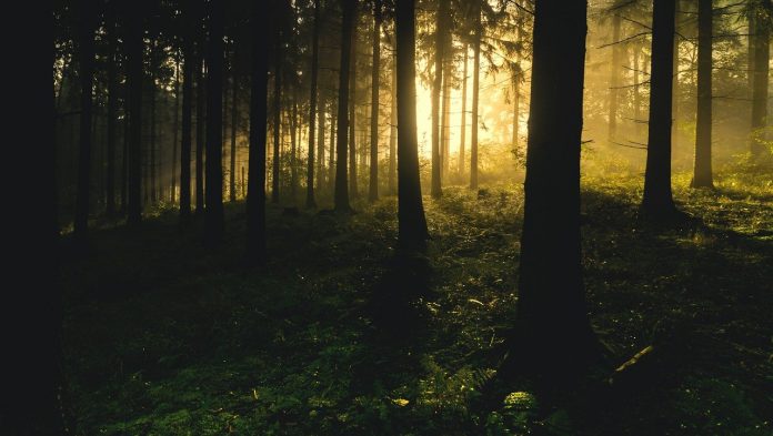 forest forest
