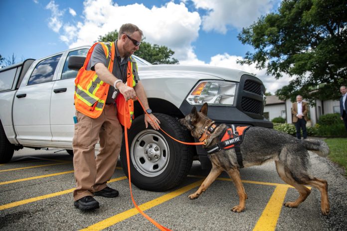 pda lanternfly detection dog dog working spotted lanternfly