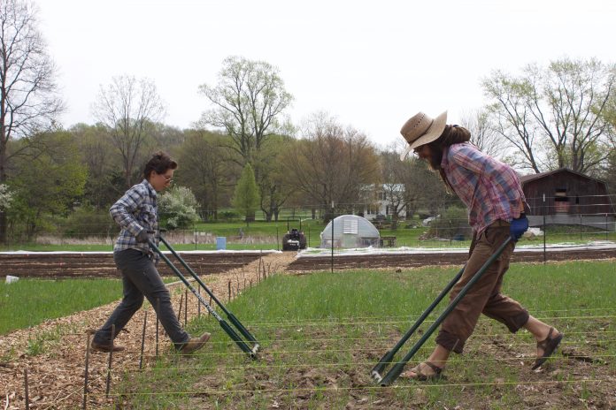 lcf_8 Two farmers use broadforks to get their soil ready for planting.
