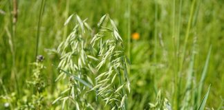 forage oats