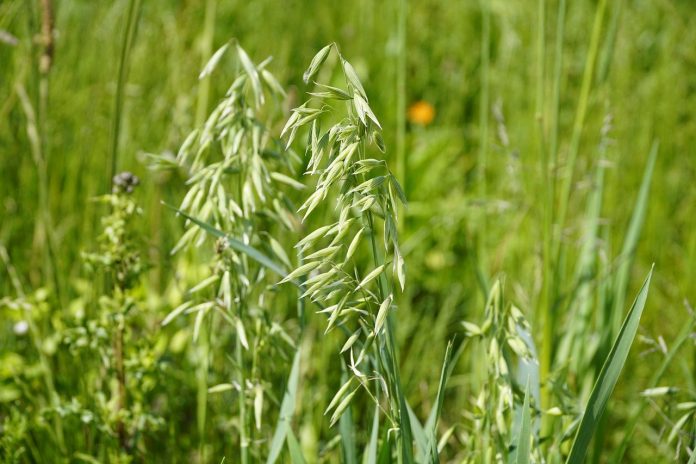 forage oats forage oats