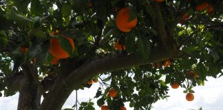 orange grove