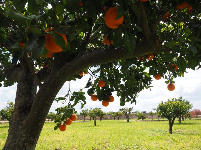 orange grove orange grove